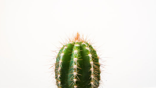 Ingredient Spotlight: The Gentle Yet Powerful Prickly Pear Seed Oil