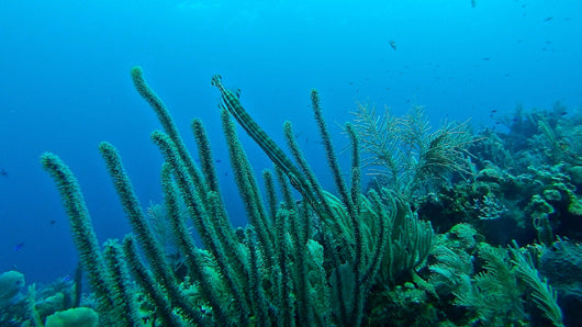 Is Your Sunscreen Harming the Ocean? What “Reef Safe” Means & How You Can Make a Difference