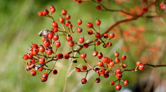 Ingredient Spotlight: The Many Benefits of Rosehip Oil (a.k.a. Nature’s Retinol)
