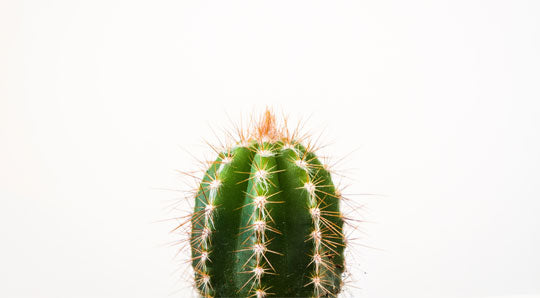 Ingredient Spotlight: The Gentle Yet Powerful Prickly Pear Seed Oil