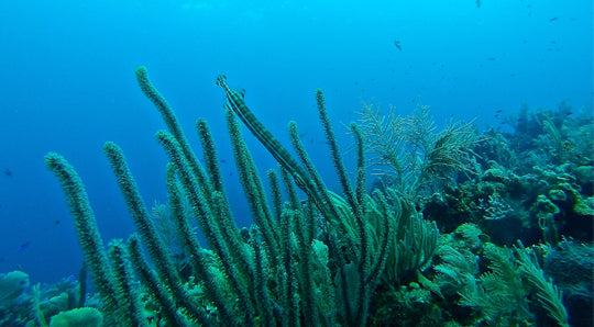 Is Your Sunscreen Harming the Ocean? What “Reef Safe” Means & How You Can Make a Difference