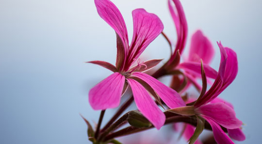 Rose Geranium Oil: The Great Skin Balancer